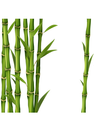 Png bamboo reed photos, seeds, fast growing tree, trunk hd image