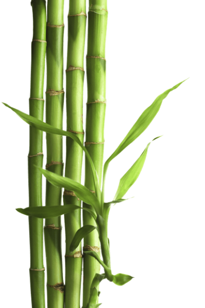 Opened photo bamboo tree leaves transparent, board, mat, clothes, furniture high quality png