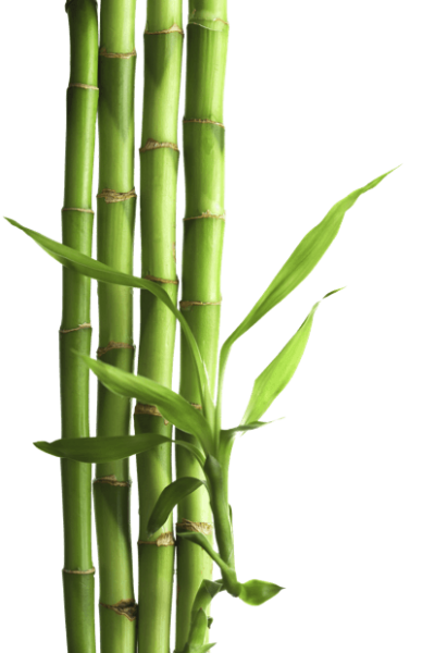 Bamboo PNG Vector Images with Transparent background - TransparentPNG