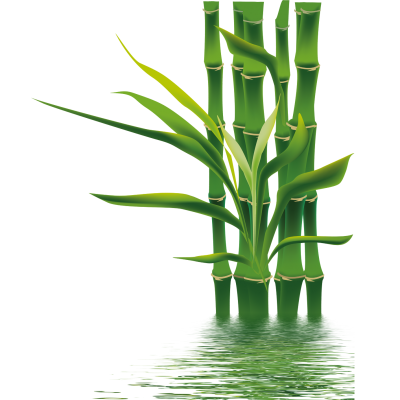 Transparent water roots of bamboo tree, garden, greenhouse, branches, leaves, leaves greenl, icon clipart png