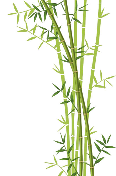 Bamboo plants clipart transparent image png