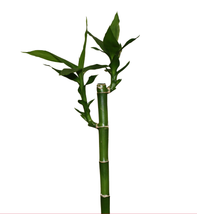 Picture Green Bamboo Tree With Two Branches Of PNG, Bamboo Story, Story Of Bamboo Tree PNG Images