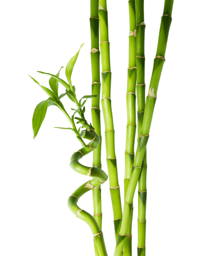 Green Curved Bamboo Tree HD Photo PNG Images