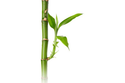 Three transparent leaved bamboo green image, earth, trunk, branches, long lasting plant clipart photos png