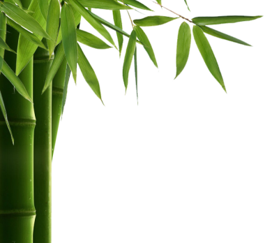 Bamboo PNG Vector Images with Transparent background - TransparentPNG