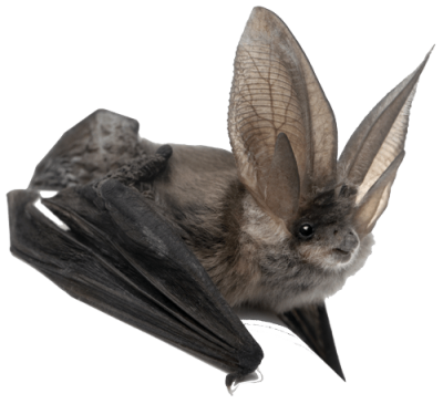 Animal, Little Black Bat Transparent Hd PNG Images