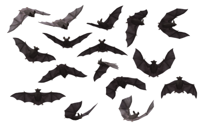 Bat Varieties Png Hd PNG Images