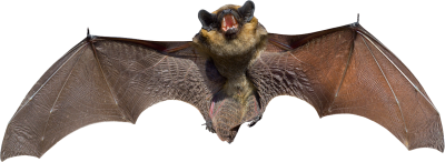 Big Bat Shouting Free Transparent PNG Images