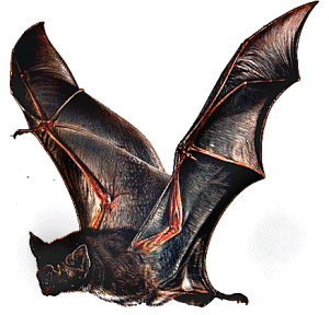 Big Vampire Bat Png Clipart PNG Images