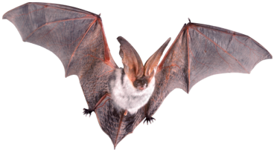 Big Winged Wild Bat Hd Png PNG Images