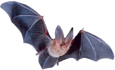 Blue Winged Bat Png Clipart PNG Images