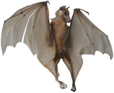 Brown Winged Bat Transparent Free PNG Images