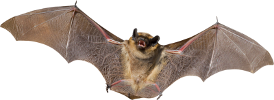 Giant Flying Bat With Open Mouth Transparent Free PNG Images