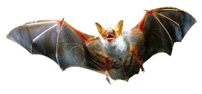 Great White Bodied Flying Bat Hd Png PNG Images