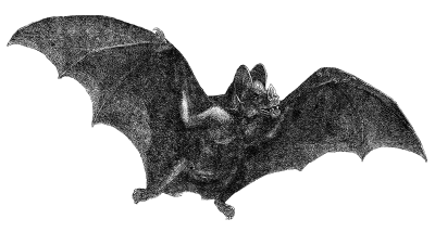 Halloween Scary Black Bat Transparent Hd PNG Images