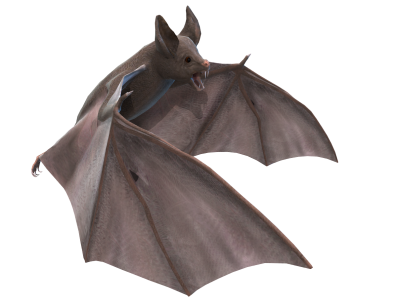 illustration Of Screaming Angry Vampire Bat Free Transparent PNG Images