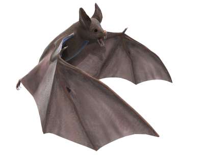 Illustration Of Screaming Angry Vampire Bat Free Transparent PNG Images