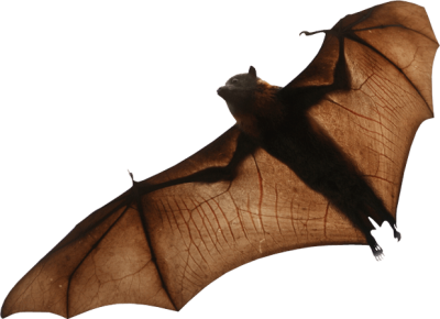 Quality Flying Bat Png Free PNG Images
