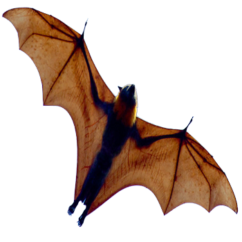 Red Flying Bat With Open Wing Png Clipart PNG Images