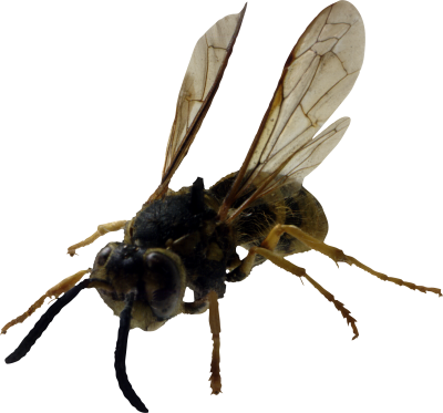 Black Bee Photo Hd Download PNG Images
