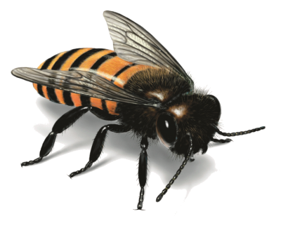 Black Headed Orange Honey Bee Transparent Free Download PNG Images