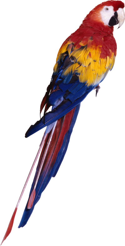 Download BIRD Free PNG transparent image and clipart