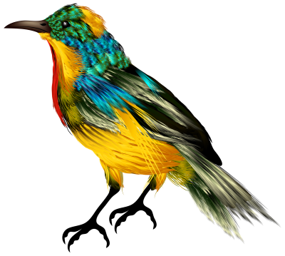 Download BIRD Free PNG transparent image and clipart