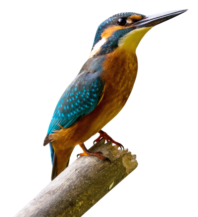 Kingfisher Bird Png, Branch, Fall, Colorful PNG Images