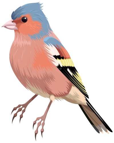 Pink Bird Png Clipart PNG Images
