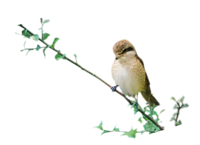 Bird On Branch Photo, Sparrow, Lonely PNG Images