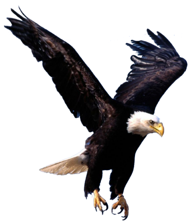 Eagle Bird Download PNG Images