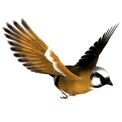  Brown Flying Bird Backgorund, Forest, Nature PNG Images