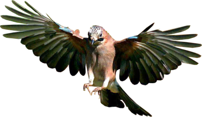 Jay Bird Flying Background PNG Images