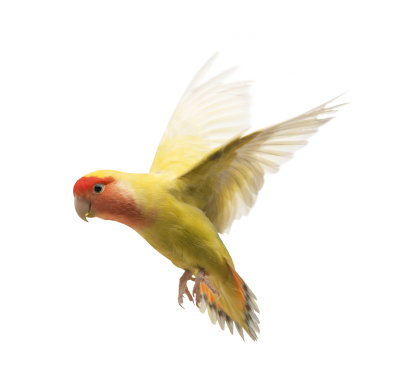 Yellow Parrot HD Png Bird, Natural, Talking, Feeding PNG Images
