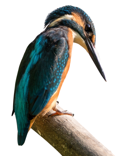 Turquoise Kingfisher Transparent PNG Images
