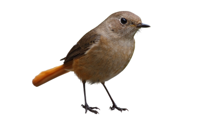 Brown Sparrow Photo, Forest, Sky, Freedom PNG Images