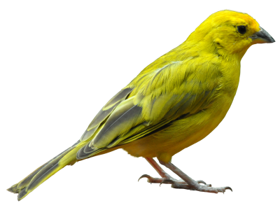 Yellow Sparrow Bird Photo, Species, Varieties, Flock, Beauty PNG Images