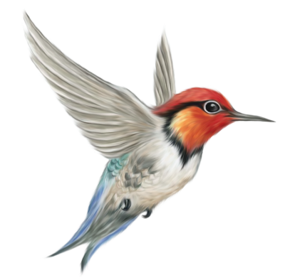 Colorful Winged Bird Illustration PNG, Cartoon, Variety, Nature, Natural PNG Images