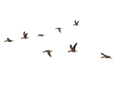 Left Flying Birds HD, Forest, Nature, Flight PNG Images