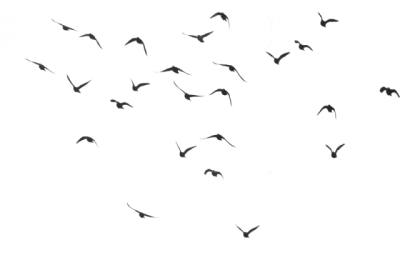 Black birds flying png, white, flight, wing wonderful picture images png