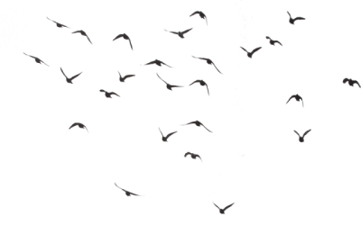 Black Birds Flying PNG, Black White, Flight, Wing PNG Images