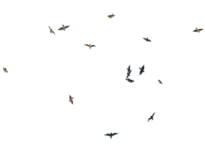 Pictures of birds flying transparent, fly, animal, winged, air, oxygen hd image png