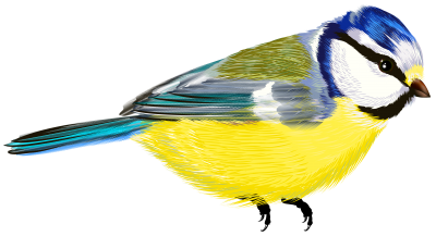 Fat Colored Bird Illustration HD Clipart, Sparrow, Migration, Stroll PNG Images