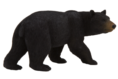 Black Bear PNG PNG Images