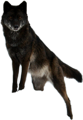 Wolf Png Transparent Stock Images Free PNG Images