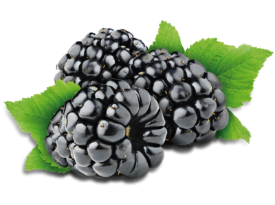 Beautiful Blackberry Fruit Clipart HD Download PNG Images