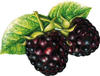 Bunch Blackberry Fruit Clipart Hd Free Download PNG Images
