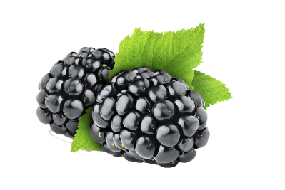 High Quality Blackberry Fruit Photo Hd Download PNG Images