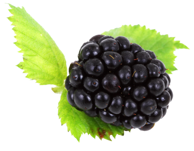 Leafy Blackberry Fruit Free Download PNG Images