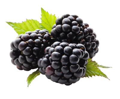 Simple Blackberry Fruit Transparent Picture Free Download PNG Images